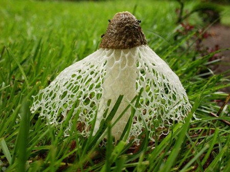 Королева грибов