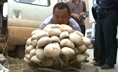 15-килограммовый гриб