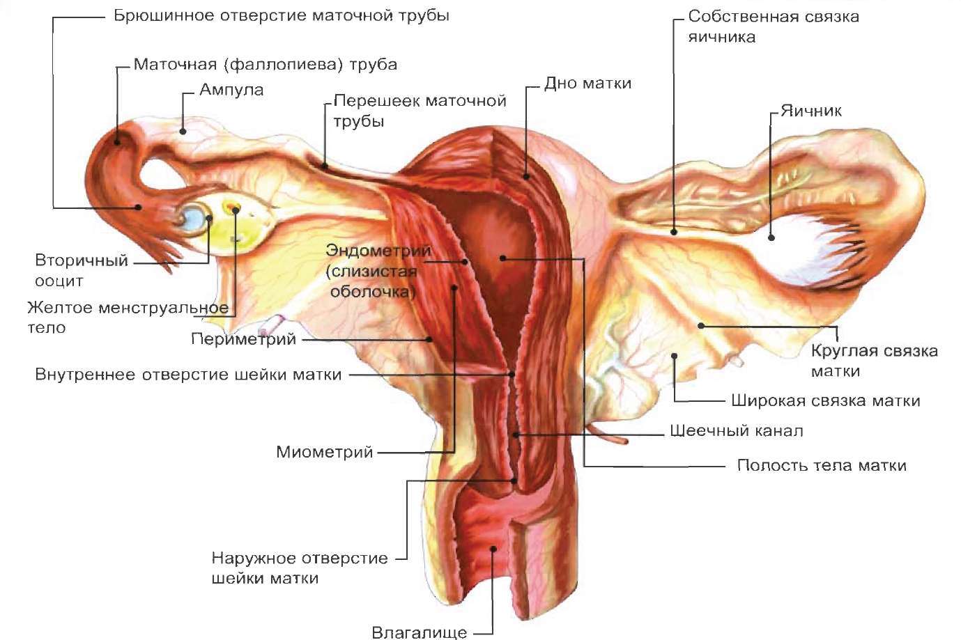 Лечение кисты шейки матки Лечение кисты шейки матки