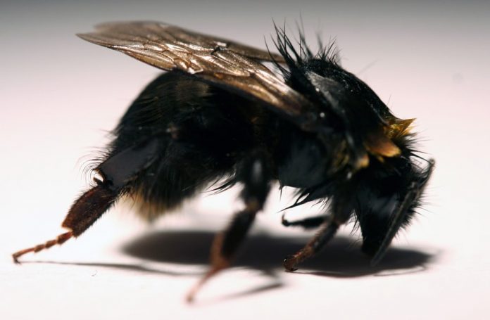 bees-pesticides-infrared-light-1-696x455