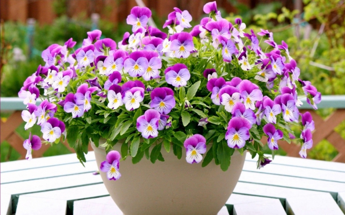 цветы фото оригинальные