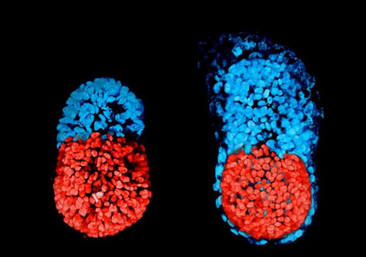 Создали эмбрион из стволовых клеток