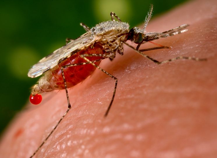Свет отбивает у комаров стремление кусать человека — Ученые
