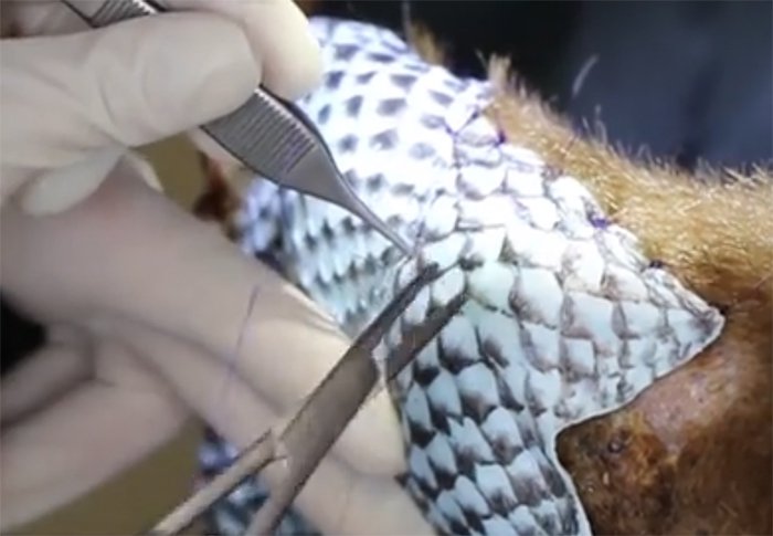 fish_skin_bandage