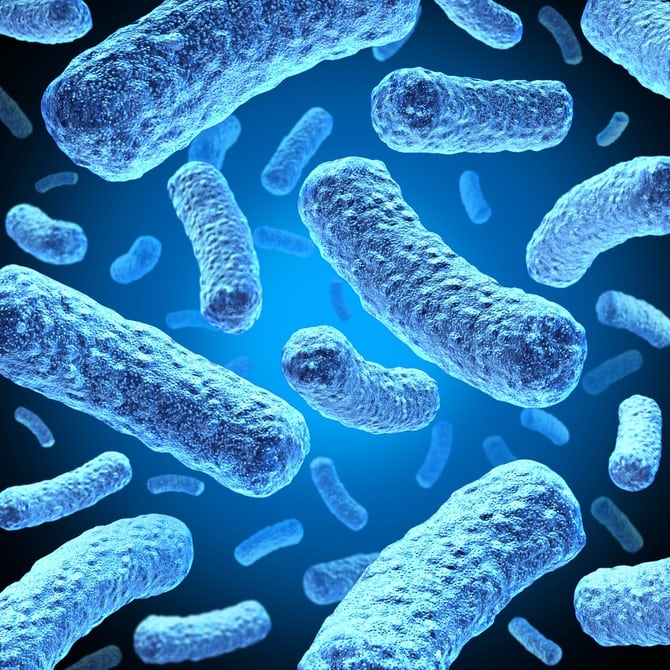 Ученые хотят использовать бактерий-хищников в лечении